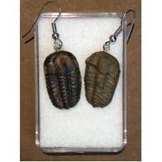 Naušnice z trilobita
